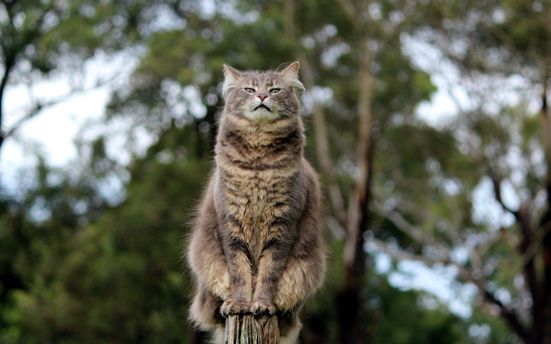 gato postura mirada