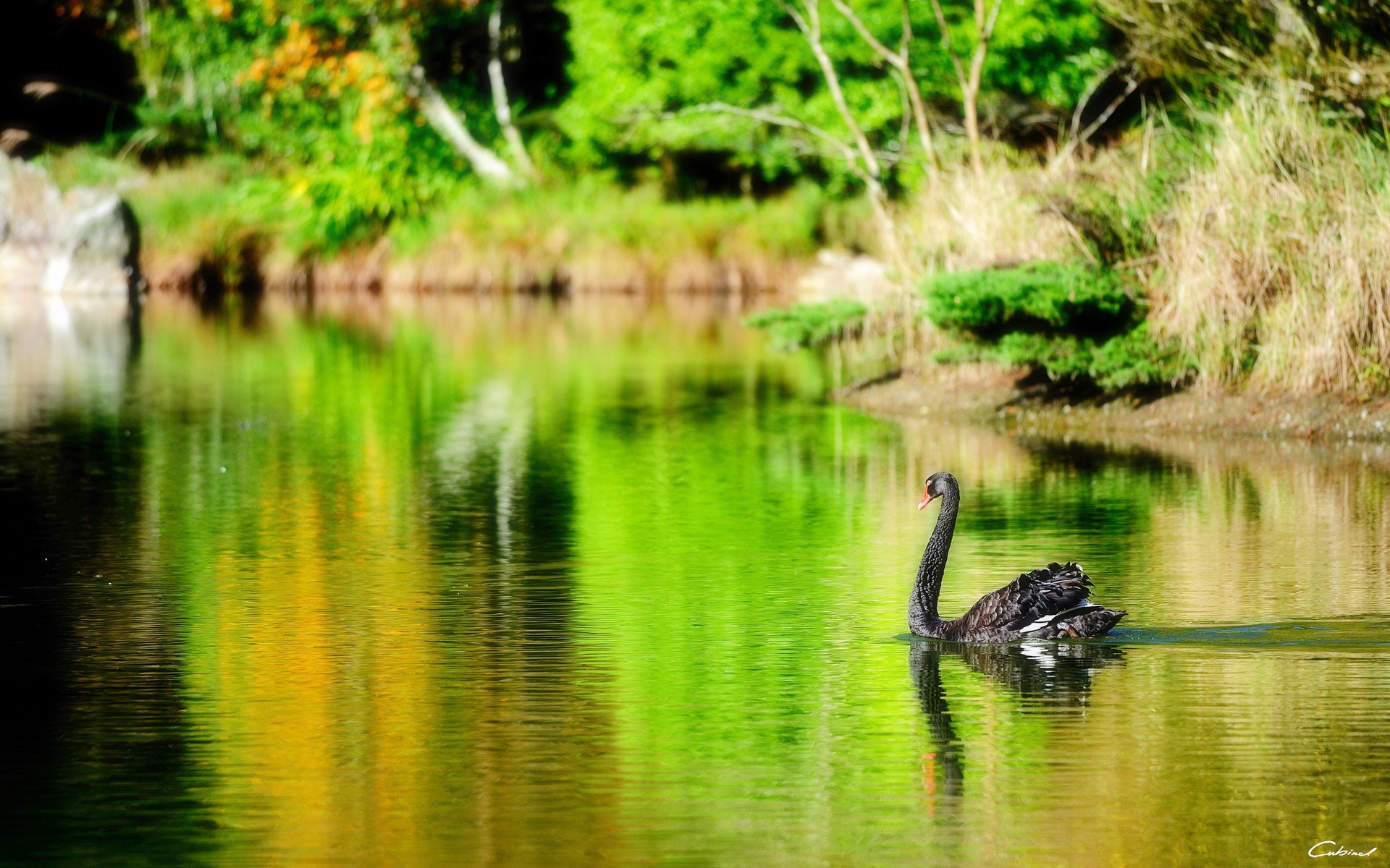 lago pájaro cisne negro estanque