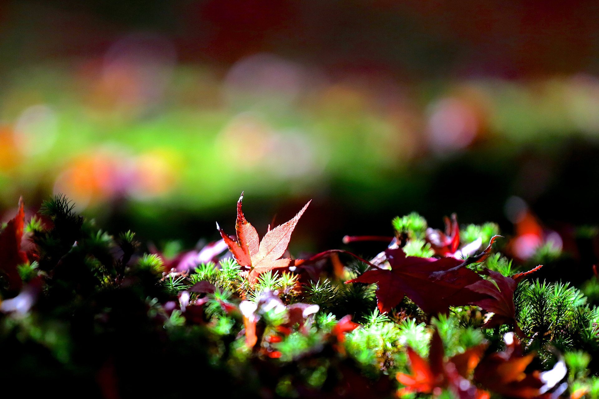 gras bokeh gefallene blätter ahorn herbst