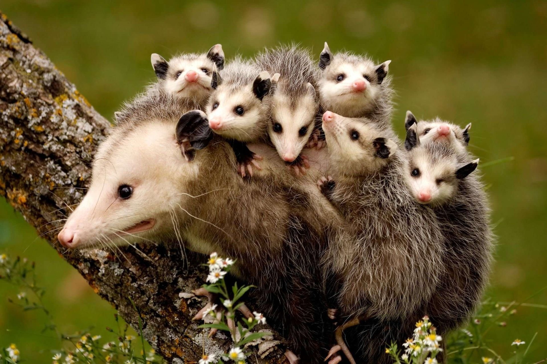 opossums maman et enfants animaux arbre nature