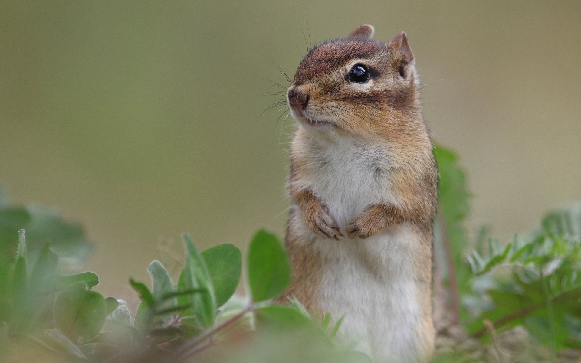 eichhörnchen natur hintergrund