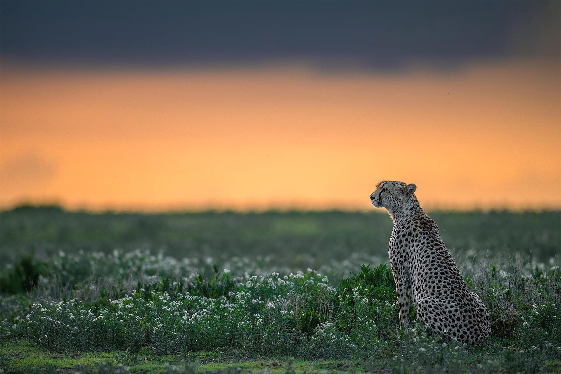 guépard faune prédateur