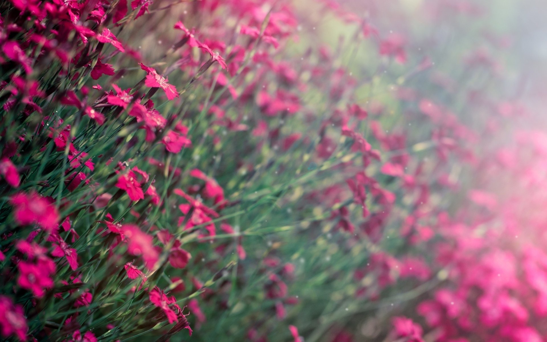 violet fond fleurs flou fleurs fleurs