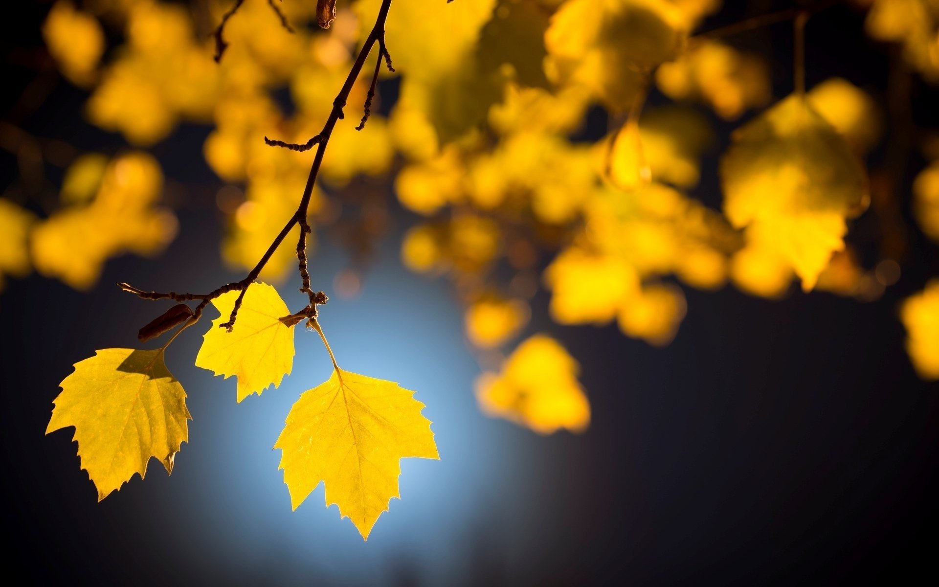 makro blätter baum blätter blätter blätter bäume