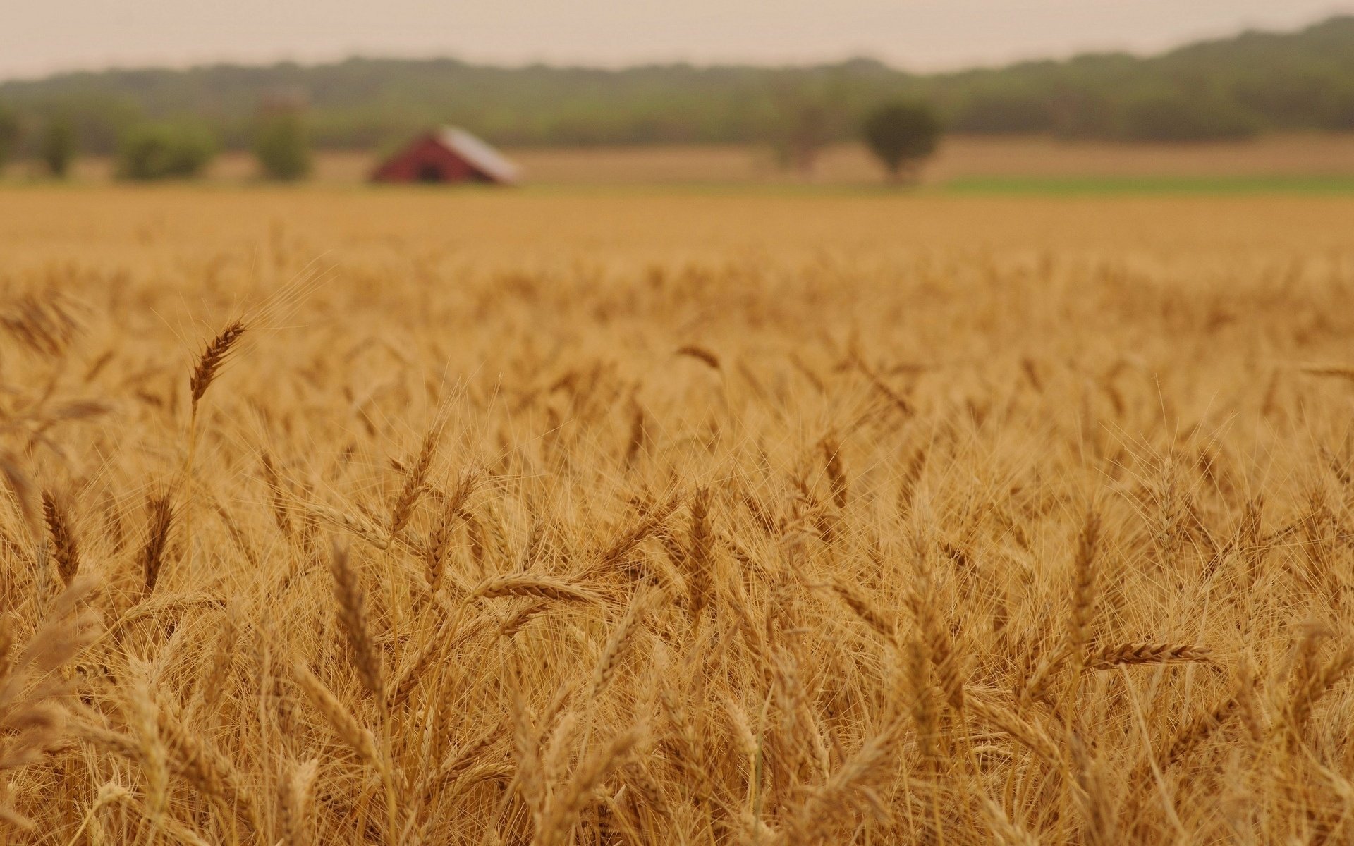 macro rye spikelets ears nature wheat