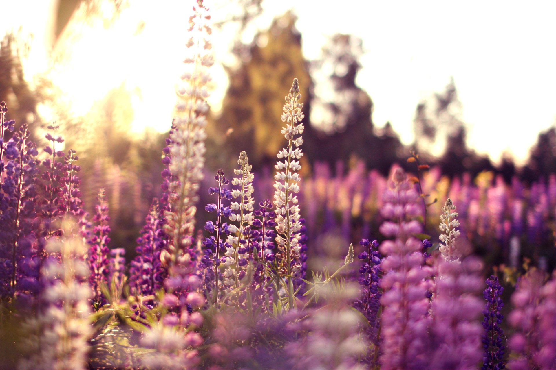 flowers lupin pink lilac white summer