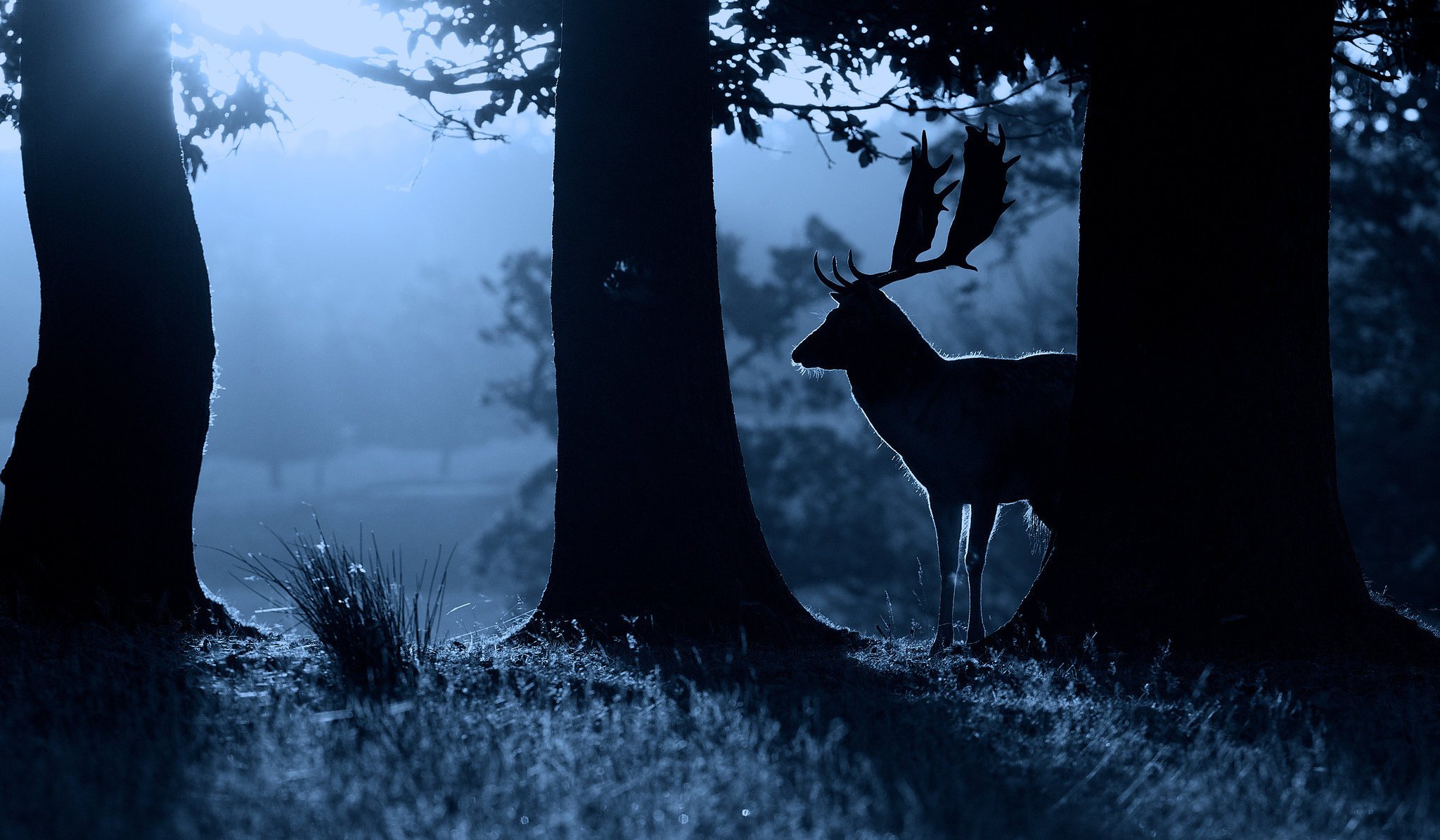 cerf silent nuit nature nature animal