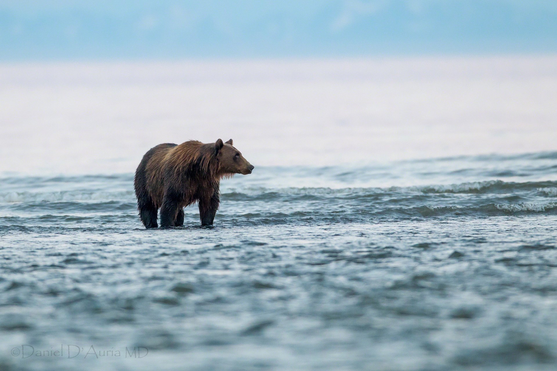 orso acqua lago