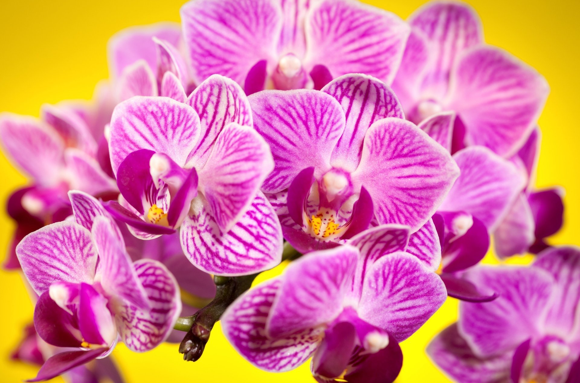 flowers orchids pink background petal