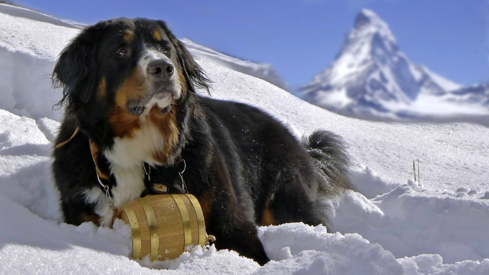 berner sennenhund berner sennenhund hund schnee hund berge