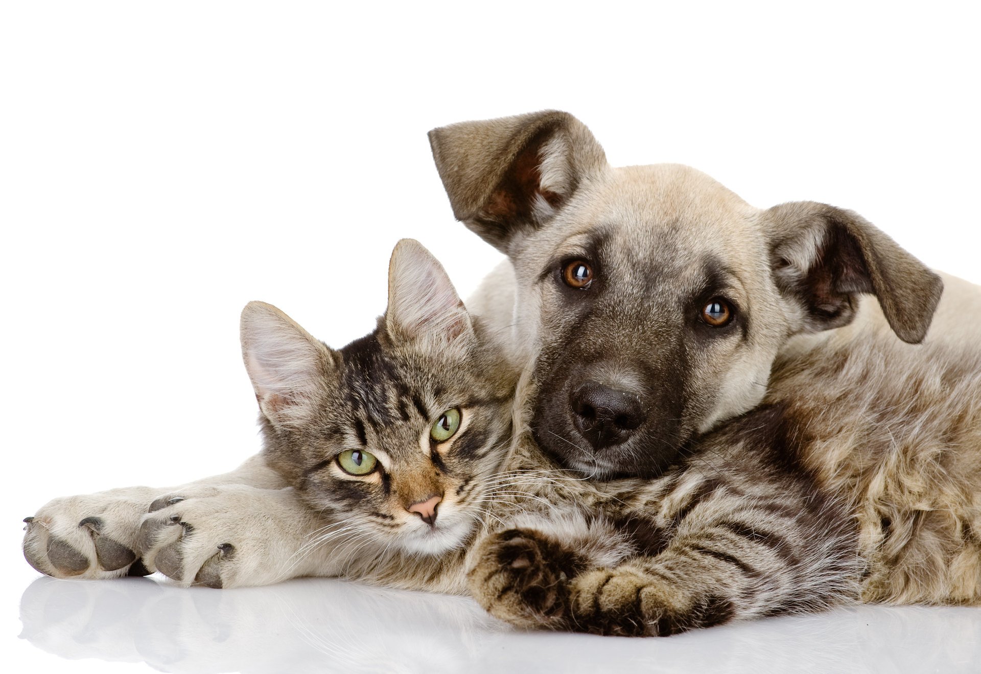 together embraces love kitten hund katze friends katze freunde dog puppy