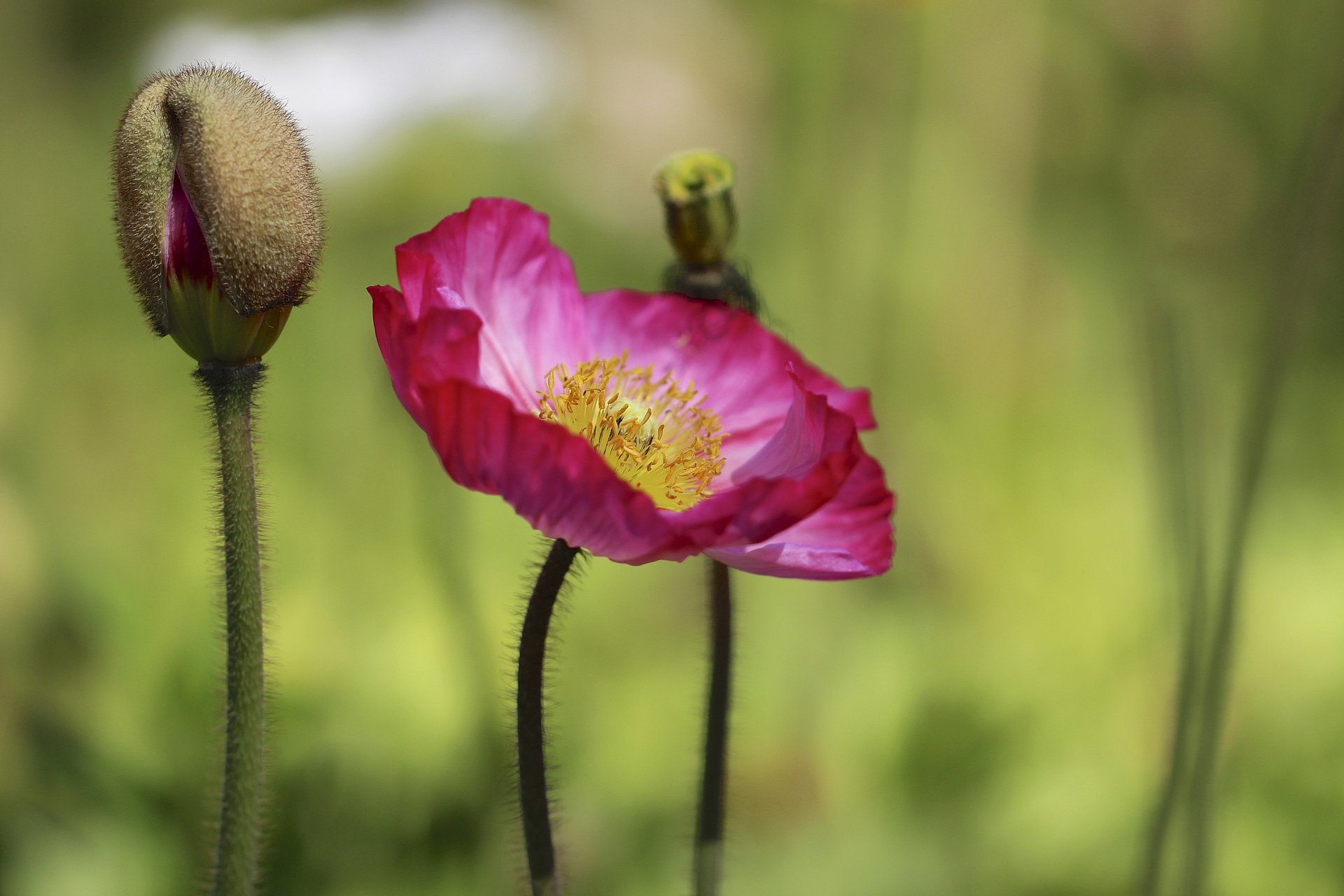 brote amapola rosa flor fondo