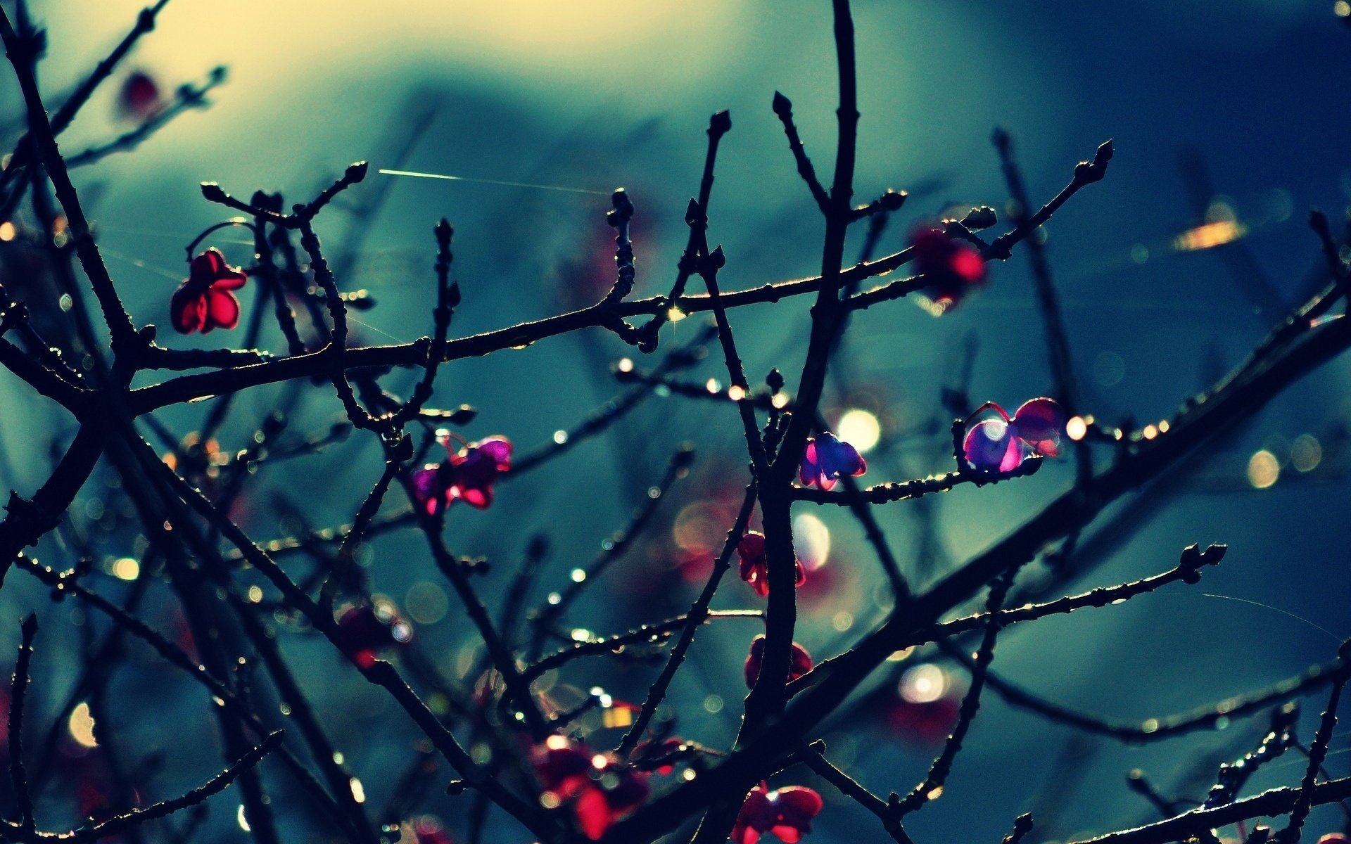 gros plan fleurs arbres feuilles branches bokeh arbre