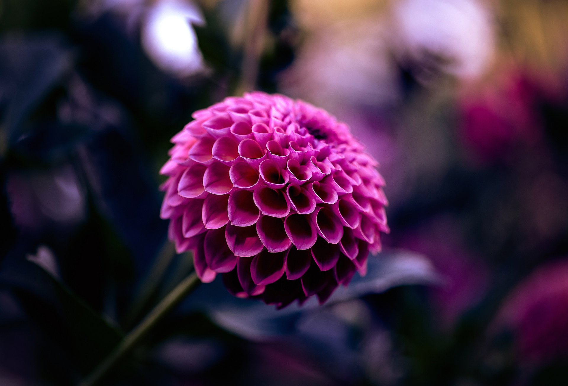 petals macro dahlia focus flower raspberry