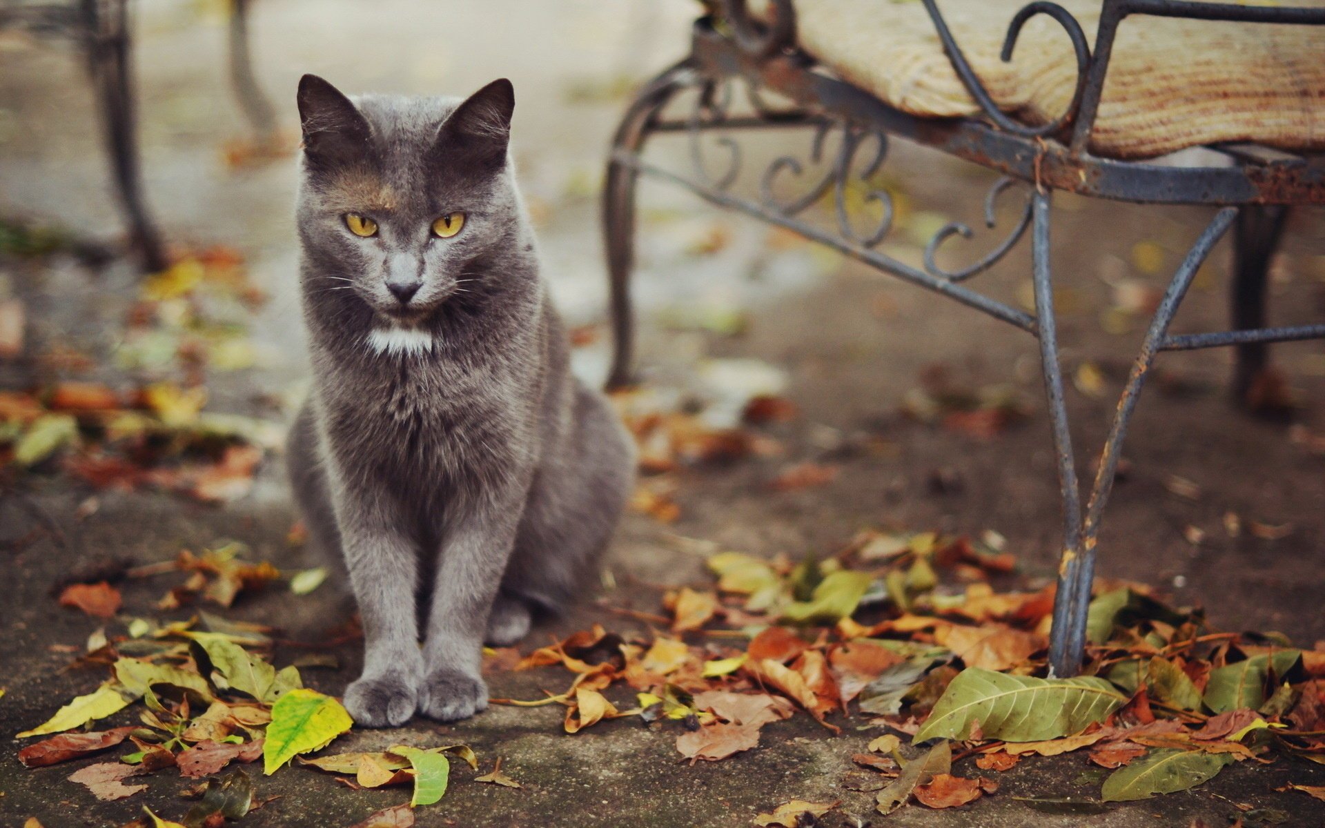 katze blätter straße