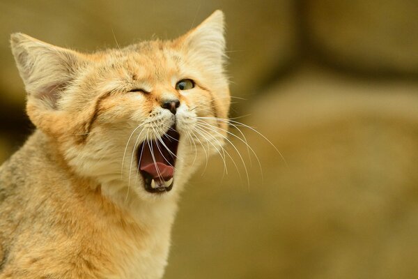 Kitten manula yawns and winks