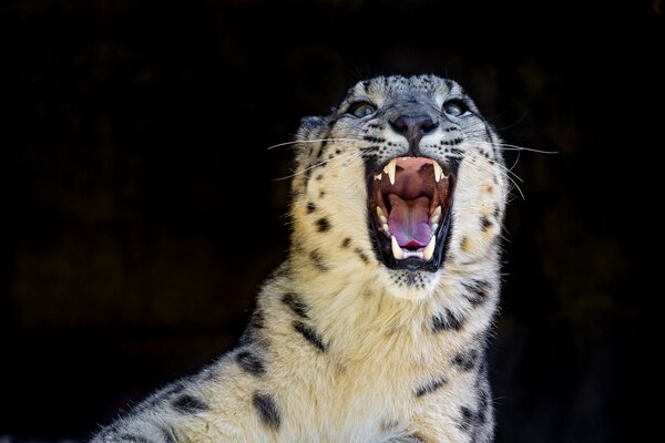 La sonrisa malvada del leopardo de las Nieves