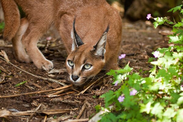 Steppe lynx in its natural habitat