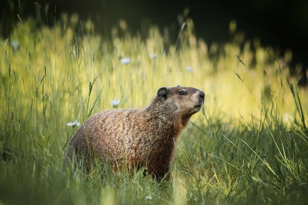 Marmotta in erba estiva con fiori