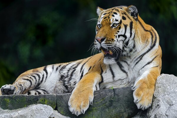 Hermoso tigre muestra una sonrisa