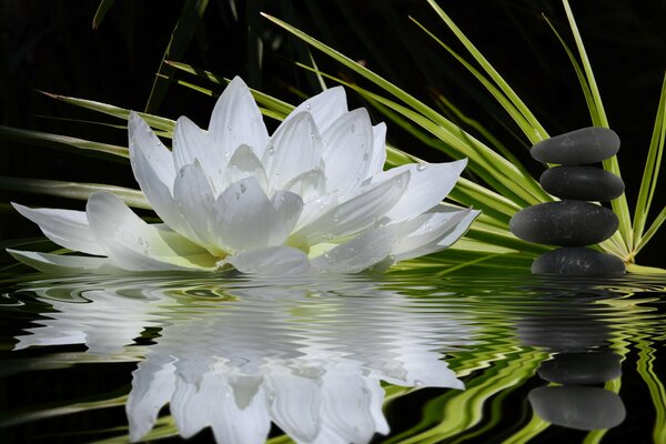 El lirio de agua florece con hermosas flores verdes