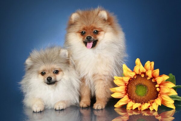 Deux chiots Spitz et tournesol