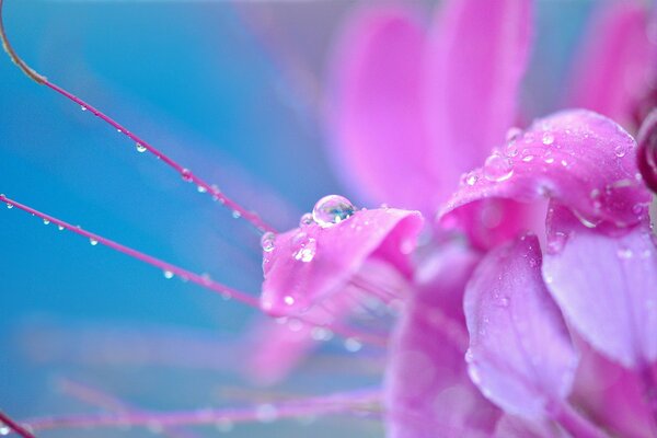 Water drops on flower petals