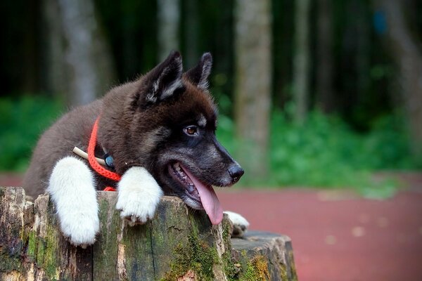 The faithful look of a dog friend