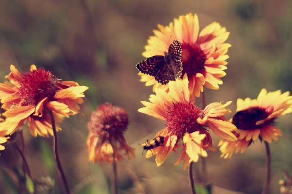 Photo Vintage de papillon sur les fleurs