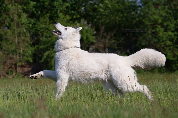 La migliore passeggiata nel bosco con il cane