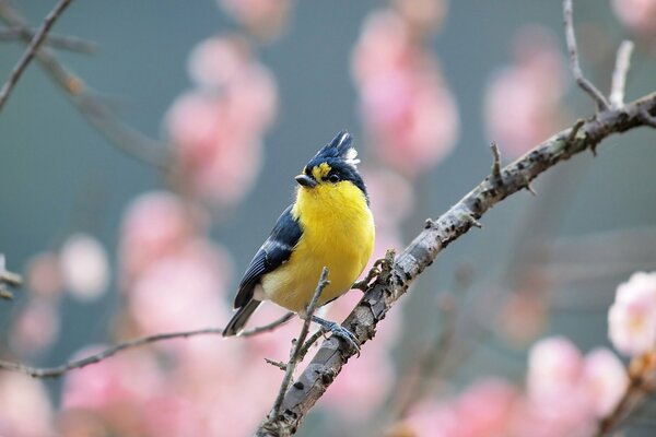 Pequeño pájaro amarillo en flor de cerezo