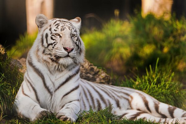 The natural beauty of the white tiger