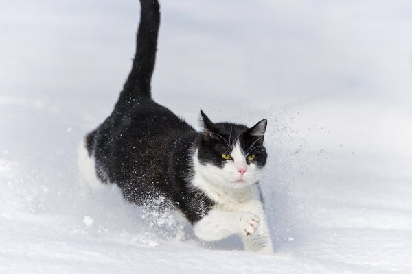 Gatto che corre sulla neve. Gatto nella neve