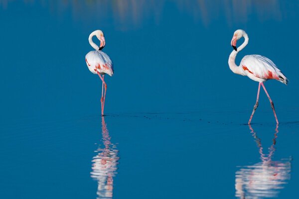La superficie azul del lago refleja los flamencos de cuento de hadas