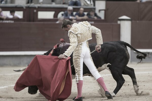 Le Matador avec un sabre a gelé dans une pose gracieuse devant le Taureau couvrant ses yeux avec un tissu rouge