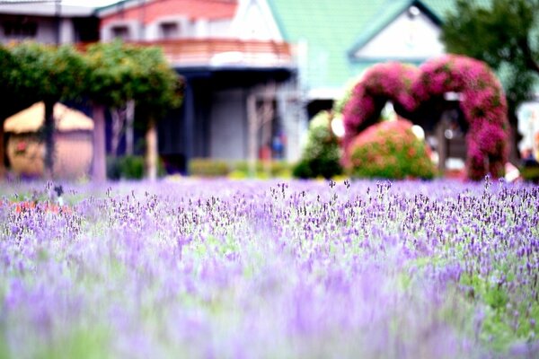 Purple lavender field with houses in the background