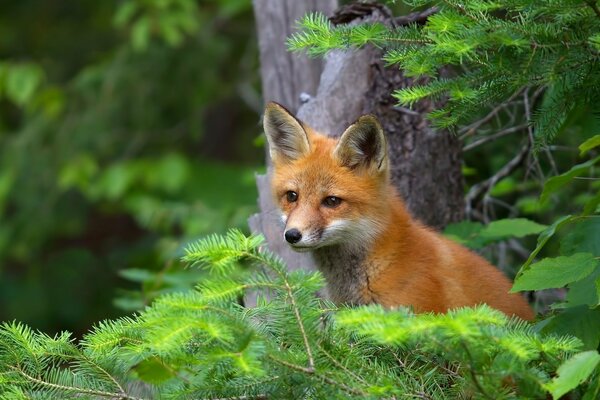 Ein Fuchs hat sich in den Ästen eines Weihnachtsbaumes versteckt