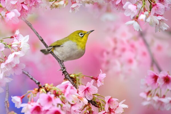 Japanese white eye bird on sakura branch