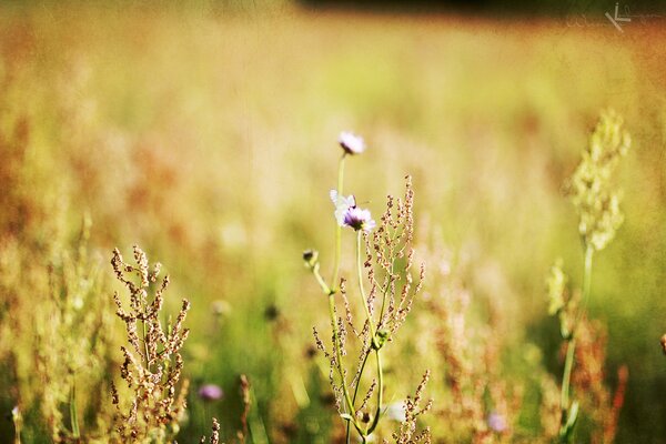 Belles fleurs sur un champ flou