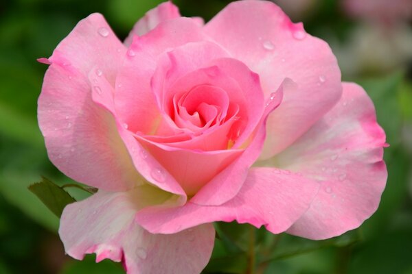 Rose rose gros plan avec des gouttes de rosée