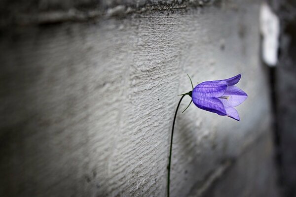 Flor púrpura solitaria sobre fondo gris