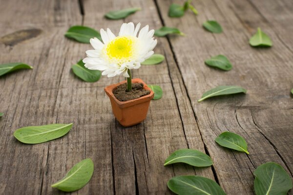 Feuille jaune parmi les feuilles sur la table