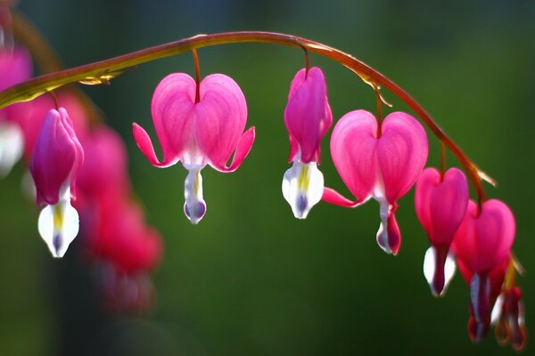 Pink flowers look like a crying heart