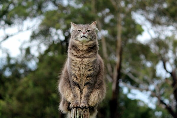 Eine Katze mit einem selbstbewussten Blick sitzt auf einem Zaun