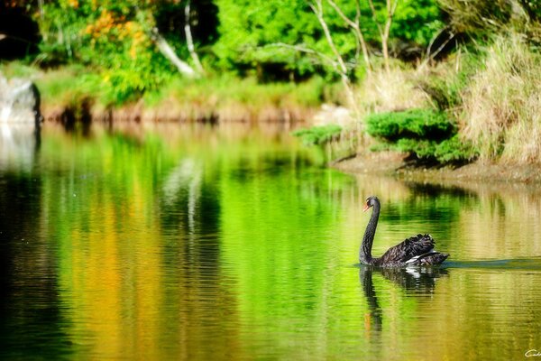 Cygne noir sur l étang d été