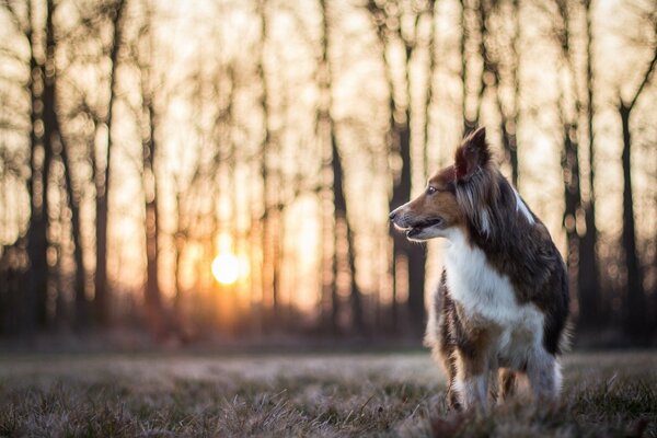 Hund im Gras an den Bäumen bei Sonnenuntergang