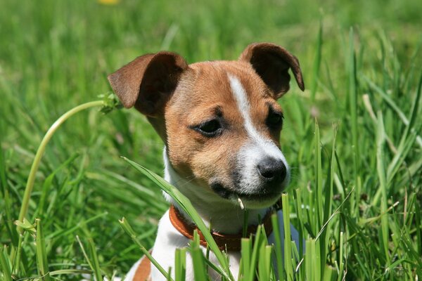 A thoughtful look from a dog that sits in the grass