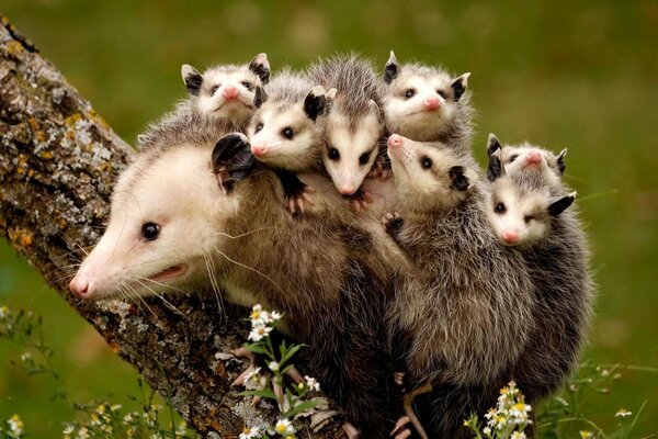 Familia de zarigüeyas en el tronco de un árbol