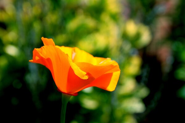 Fleur orange vif sur fond flou