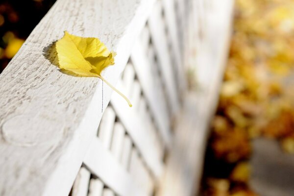 Feuille d automne sur balustrade blanche